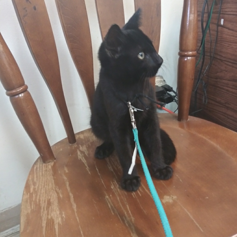 Meet your Posher, Veronica